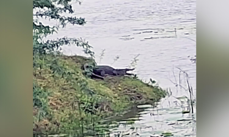 Crocodile on prowl on Marudai Aru banks in Ariyalur Crocodile on prowl on Marudai Aru banks in Ariyalur