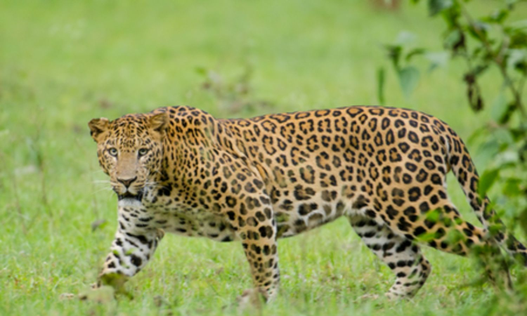 Five-year-old boy mauled to death by leopard in TNs Valparai