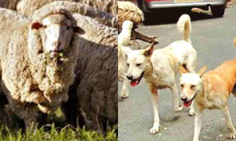 Six sheep killed by stray dogs in Tirupur Six sheep killed by stray dogs in Tirupur