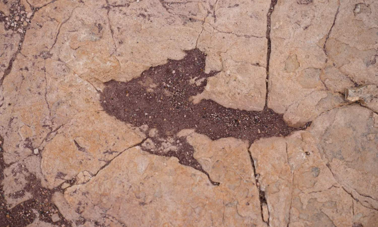 Ancient imprints: Bolivian tracksite reveals dinosaur behaviour secrets