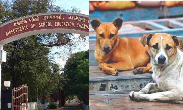 TN HEIs to conduct awareness programmes on prevention of stray dog menace on campus TN HEIs to conduct awareness programmes on prevention of stray dog menace on campus