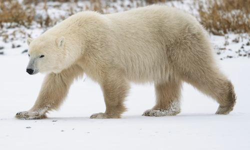 Climate adaptation: Polar bears adapt genetically to warming Arctic Climate adaptation: Polar bears adapt genetically to warming Arctic
