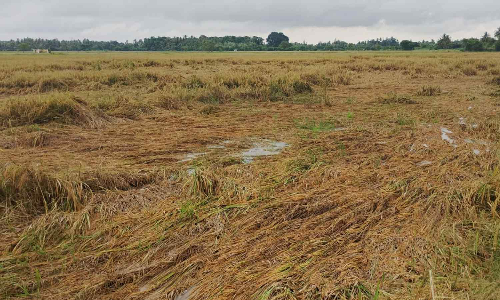 Tamil Nadu: Declare Delta disaster-hit, waive crop loans, say farmers Tamil Nadu: Declare Delta disaster-hit, waive crop loans, say farmers