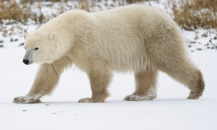 Climate adaptation: Polar bears adapt genetically to warming Arctic Climate adaptation: Polar bears adapt genetically to warming Arctic