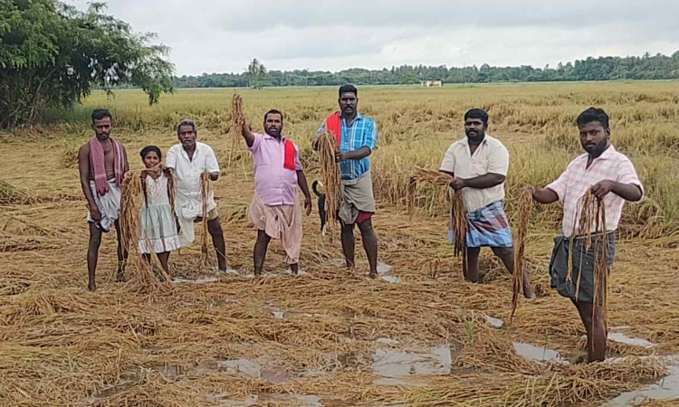 Tamil Nadu: Delta farmers urge early completion of crop damage assessment soon Tamil Nadu: Delta farmers urge early completion of crop damage assessment soon