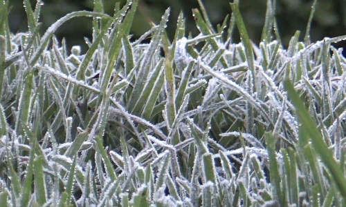 Tourists delighted as frosting sets in Ooty Tourists delighted as frosting sets in Ooty