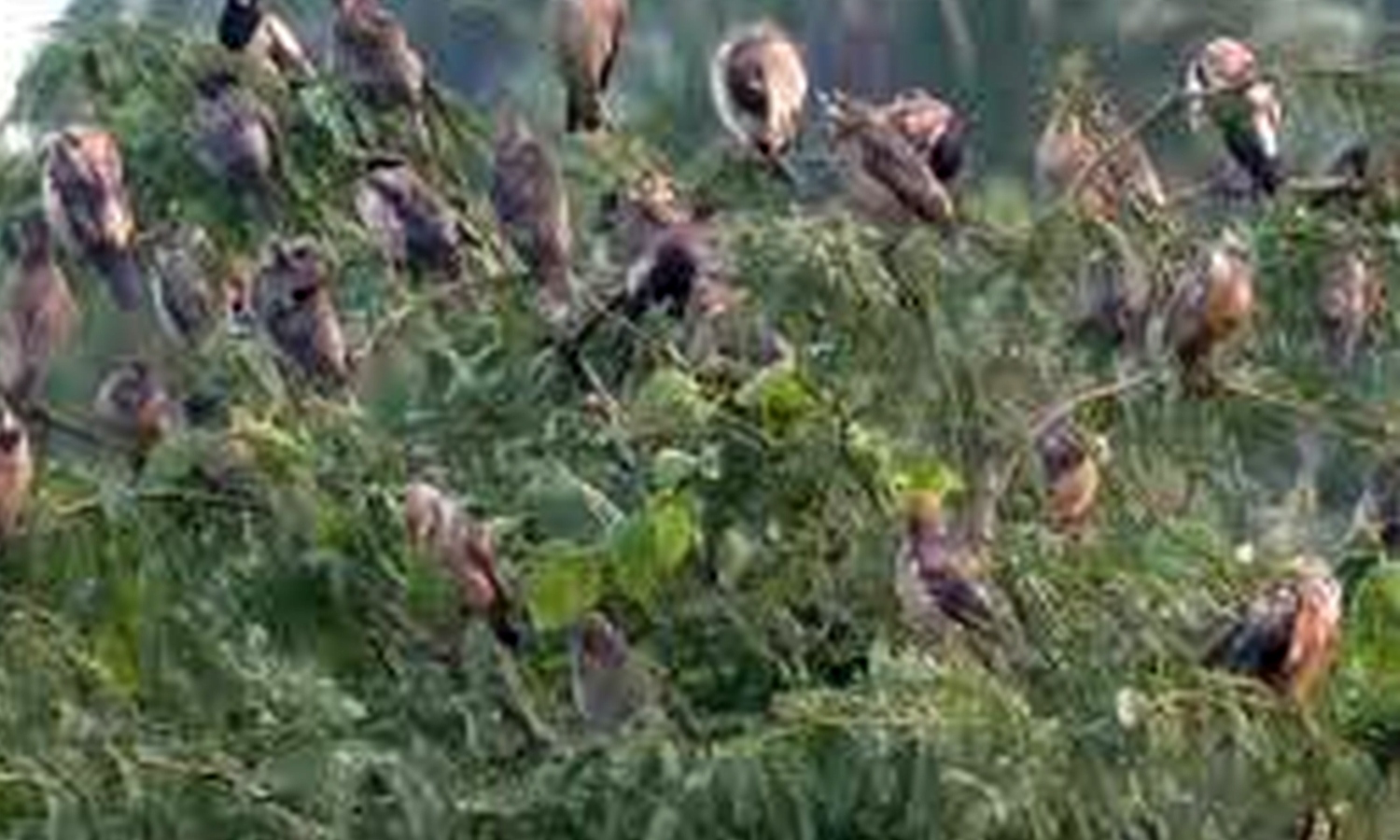 Winter migration: Flocks of Rosy Starling birds spotted in Thoothukudi