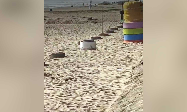 Saplings planted under GCC green drive wither at Tiruvanmiyur beach Saplings planted under GCC green drive wither at Tiruvanmiyur beach