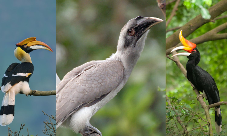 TN to begin Hornbill survey by year-end TN to begin Hornbill survey by year-end