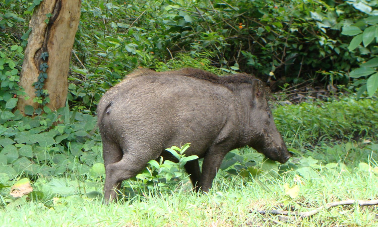 Wild boar menace: Farmers in TNs Theni demand implementation of shooting order to save crops Wild boar menace: Farmers in TNs Theni demand implementation of shooting order to save crops