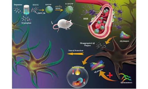 INST researchers develop new nanoparticle-based multifunctional therapy for Alzheimer’s