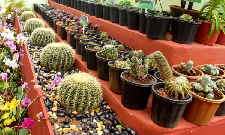 Landscaping and Hardscaping: GBG gets Rs 3 cr facelift; 32 new species arrive for 2nd season Landscaping and Hardscaping: GBG gets Rs 3 cr facelift; 32 new species arrive for 2nd season