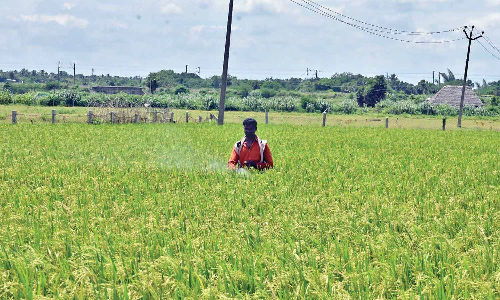 Farmers seek early Samba procurement meet after Kuruvai losses Farmers seek early Samba procurement meet after Kuruvai losses
