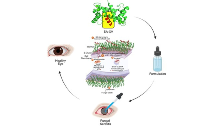 Indian researchers develop new peptide therapy to treat eye infections Indian researchers develop new peptide therapy to treat eye infections