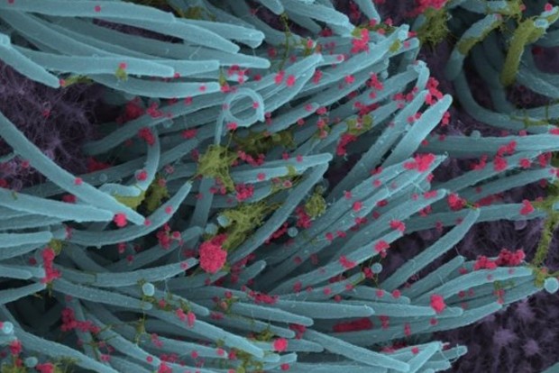 Alpaca nanobodies potently neutralise SARS-CoV-2 variants