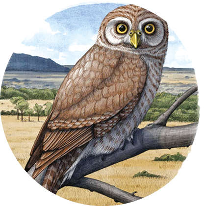 Nocturnal mysteries: Fossil holds clues to how owls evolved into daytime hunters