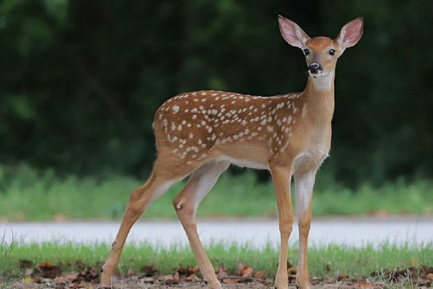 Forest Department staff rescue spotted deer from open well in private firm Forest Department staff rescue spotted deer from open well in private firm