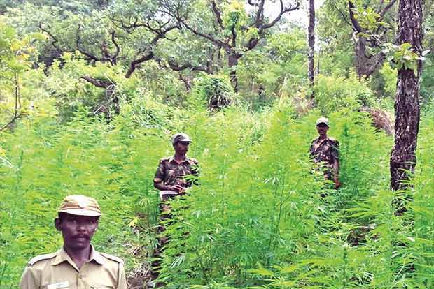 Forest Department officials launch search for injured wild elephant