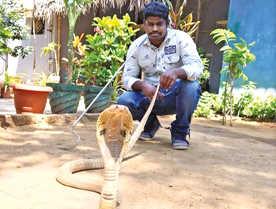 Tamil Nadu govt allows Irula members to catch snakes for venom extraction