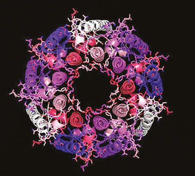 Life’s preference for symmetry is like ‘a new law of nature’