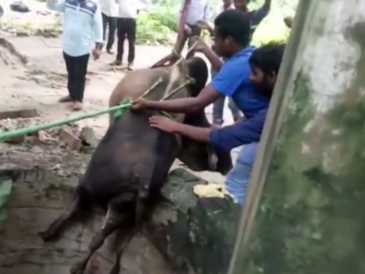 Bull run temporarily stopped in Ambur