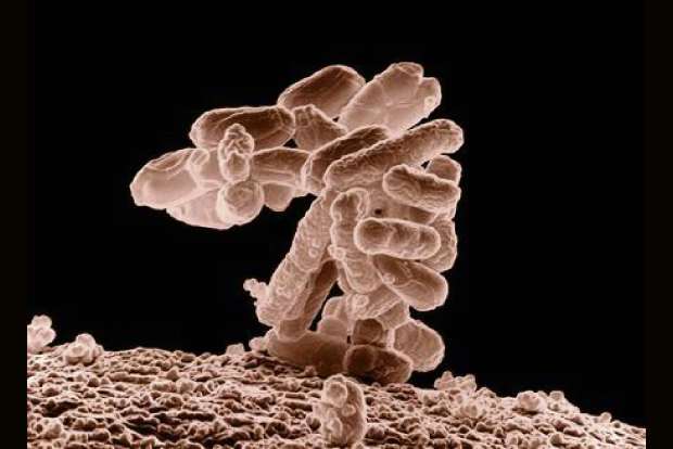 Research: Gut microbiome may alter cancer therapy response