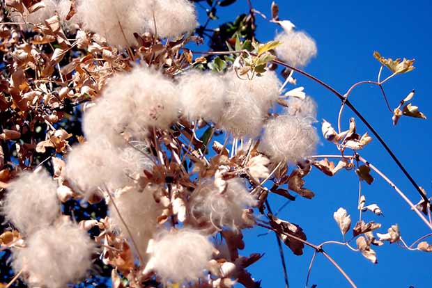 ‘Duty-free raw cotton to boost textile exports’