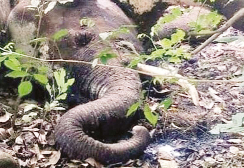 Another wild elephant dies in Kovai forest