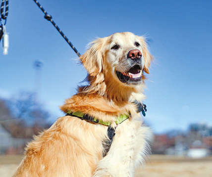 They’re all good dogs, it has nothing to do with their breed They’re all good dogs, it has nothing to do with their breed