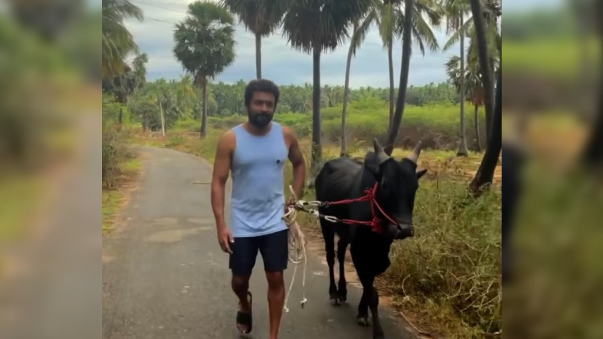 Actor Suriya, his Jallikattu bull wishes people Tamil New Year