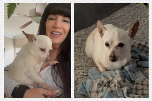 21-yr-old Chihuahua is oldest living dog, figures in Guinness Record 21-yr-old Chihuahua is oldest living dog, figures in Guinness Record
