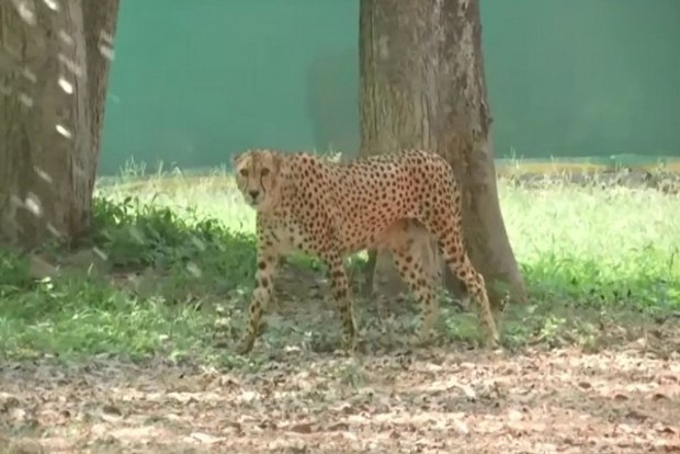 Hyderabad zoo uses cooling systems to protect animals in summers Hyderabad zoo uses cooling systems to protect animals in summers