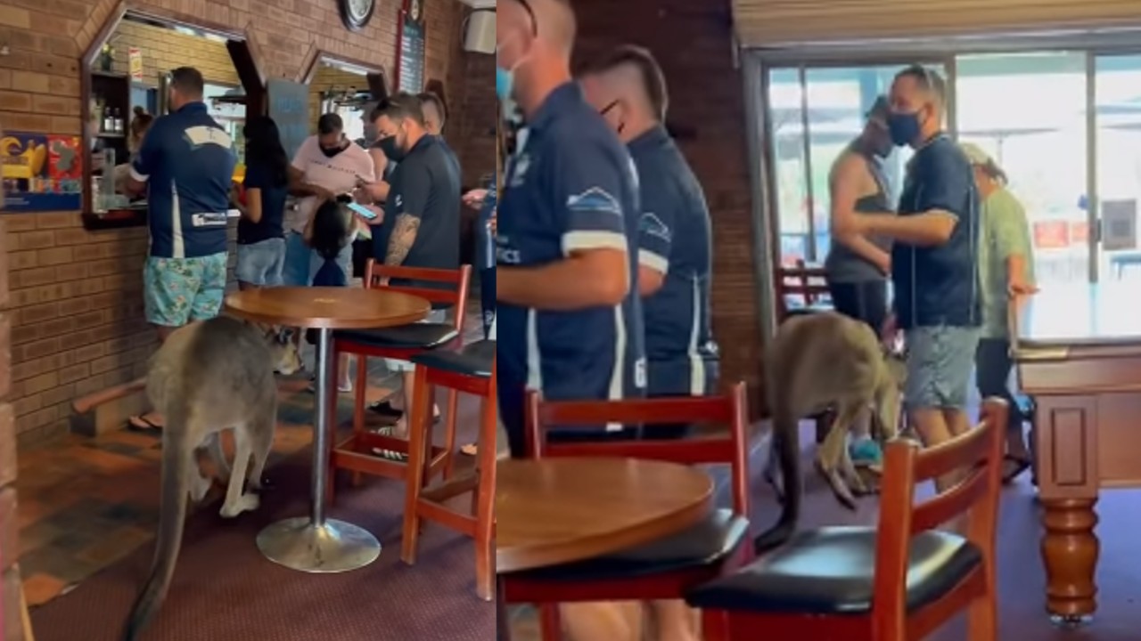 Unexpected visitor spotted at Australias bar. What was peoples reaction? Unexpected visitor spotted at Australias bar. What was peoples reaction?