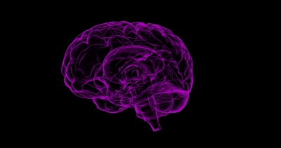Researchers map rapid growth, slow decline of human brain