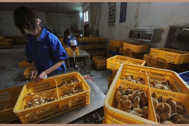 China reports first human case of H3N8 bird flu
