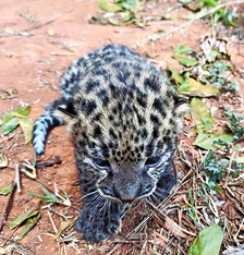 Dhole, leopard cub rescued from estates