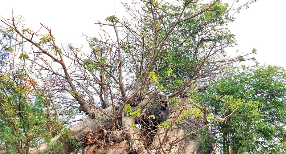 Giant baobab tree identified in Virudhunagar on ancient trade route