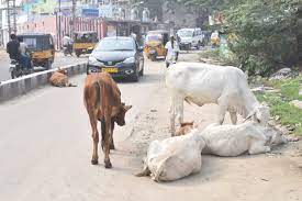 5-yr-old attacked by stray cattle