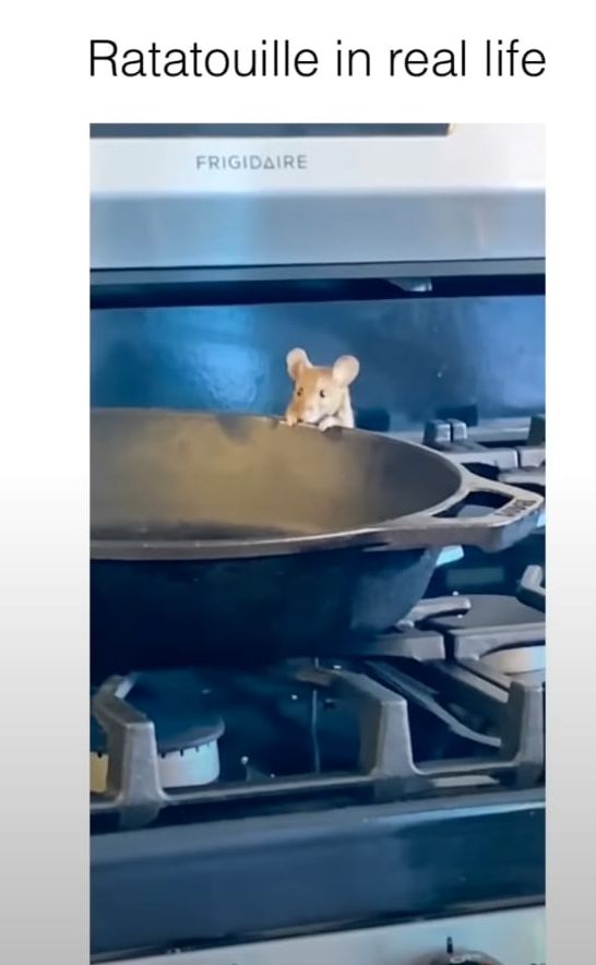 Remy from Ratatouille comes in real life? Viral video shows Remy from Ratatouille comes in real life? Viral video shows