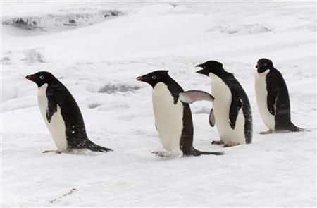 This Antarctic post office offers jobs for people to count penguins