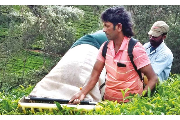 Sri Lankan crisis: Tea exporters plan to tap new areas in global markets