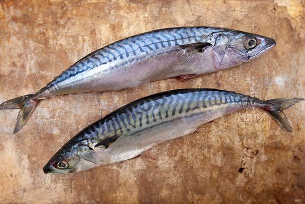 30 kg rotten fish destroyed at Mandapam