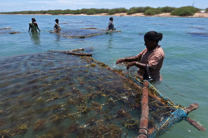 Work for seaweed park to commence after allotment of land by TN govt: Union Minister Work for seaweed park to commence after allotment of land by TN govt: Union Minister