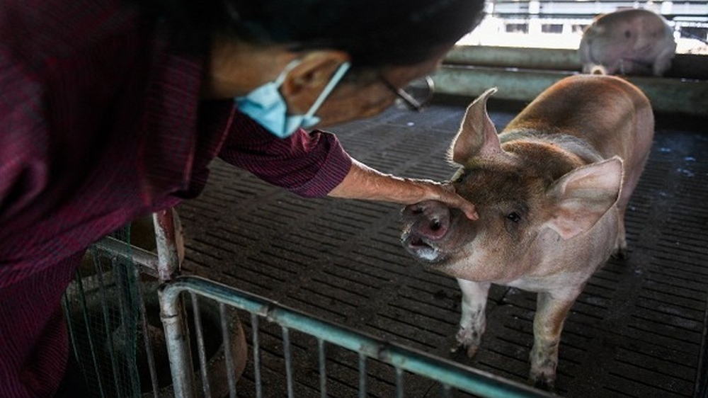 Nepal reports first African swine fever outbreak
