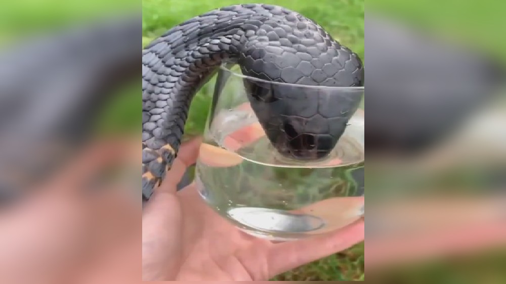 WATCH: Parched black cobra guzzles water from glass WATCH: Parched black cobra guzzles water from glass