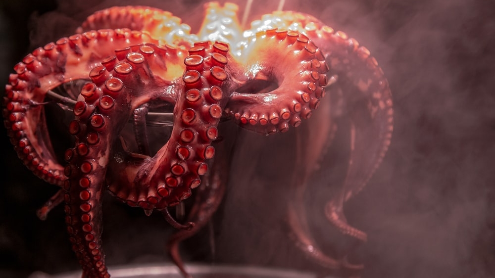 Destructive tendencies The trigger that makes an octopus mom suicidal