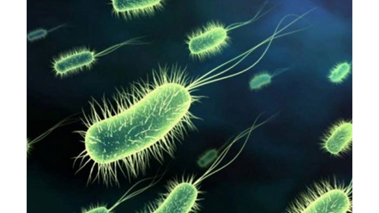 Study finds gut microbiota may change response to cancer treatment