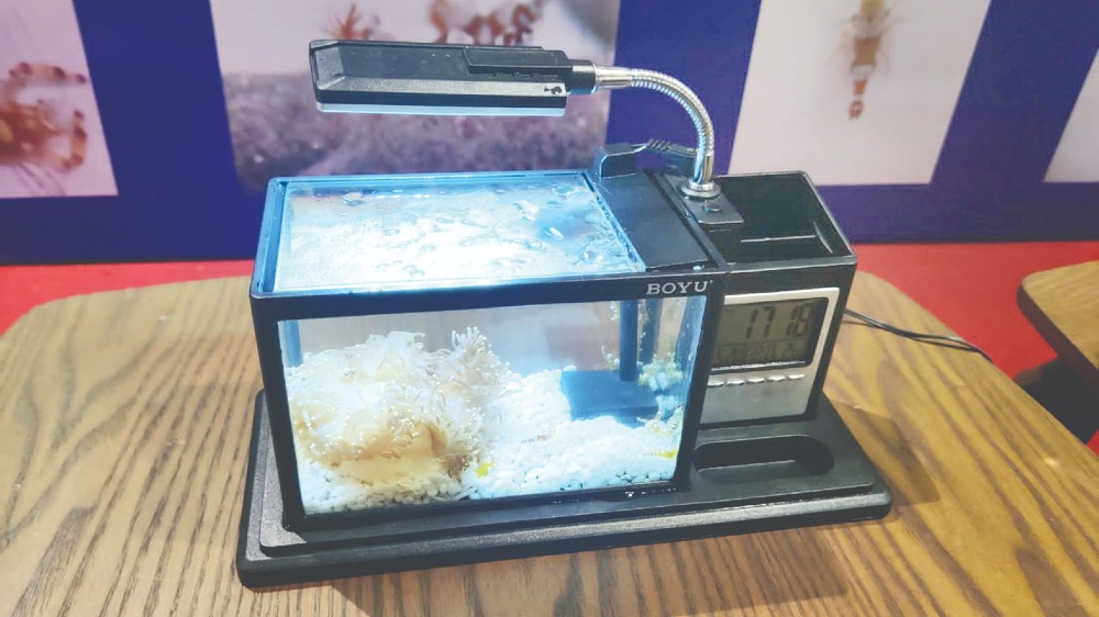 Community aquaculture to support Agatti women Community aquaculture to support Agatti women