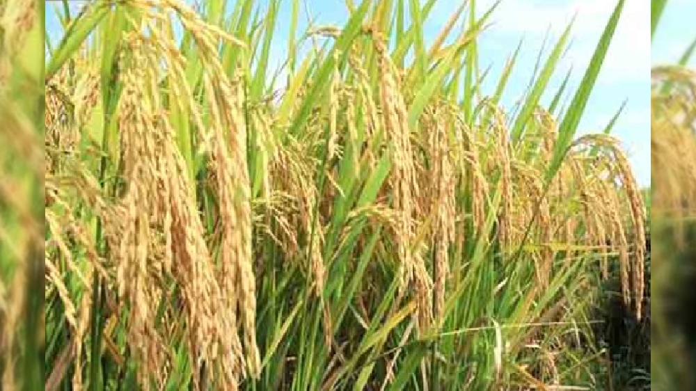 Ulianallur DPC reopens after 40 days