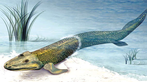 Started out as a fish. How did it end up like this? Started out as a fish. How did it end up like this?